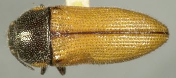 Media type: image;   Entomology 33804 Aspect: habitus dorsal view